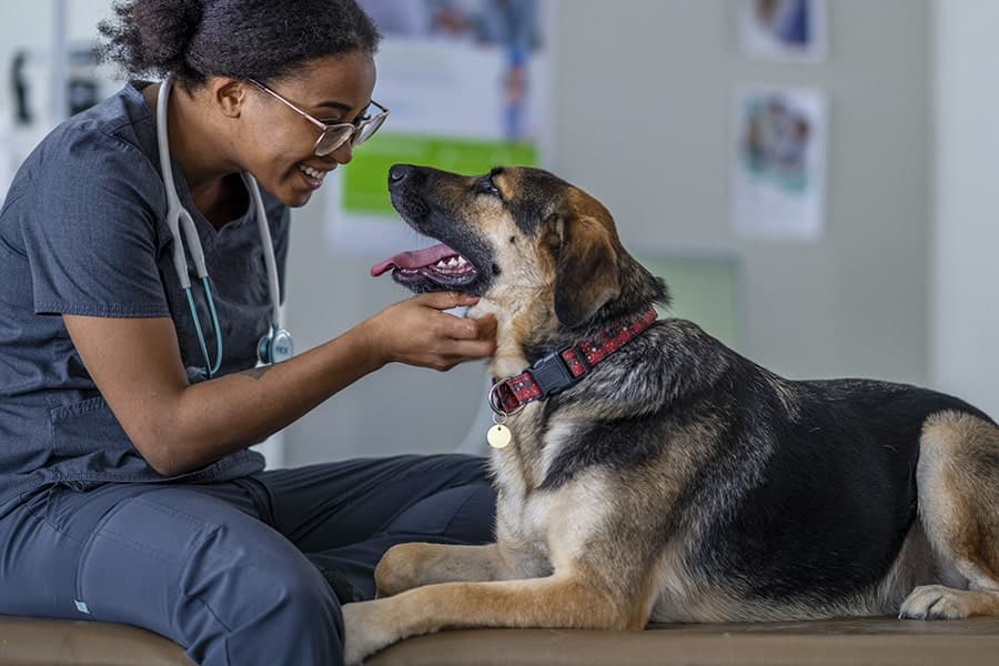 The Luna veterinary team